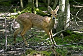 HYDROPOTES INERMIS,  CHINESE WATER DEER