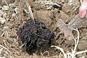 PLANTING BLACKCURRANTS,  STEP 3 DIG A HOLE AND INSERT CUTTING