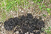 PLANTING BLACKCURRANTS,  SIX CUTTINGS ROOTED IN ONE POT