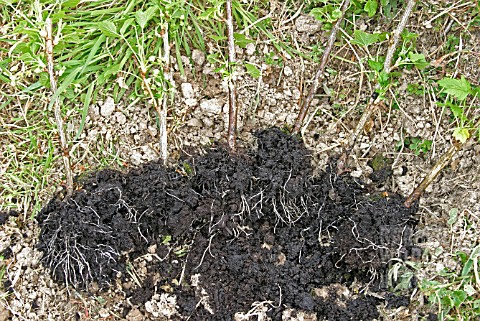 PLANTING_BLACKCURRANTS__SIX_CUTTINGS_ROOTED_IN_ONE_POT