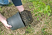 PLANTING BLACKCURRANTS,  STEP 1 REMOVE ROOTED CUTTINGS FROM POT