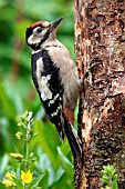 GREATER SPOTTED WOODPECKER,   JUVENILE, DENDROCOPUS MAJOR
