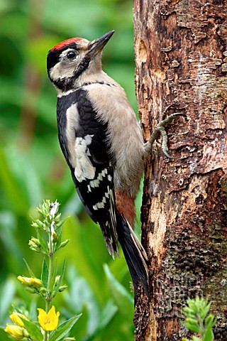 GREATER_SPOTTED_WOODPECKER___JUVENILE_DENDROCOPUS_MAJOR