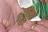 SOWING CARROT SEED,  CLOSE UP OF SEED