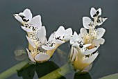 APONOGETON DISTACHYOS,  WATER HAWTHORN