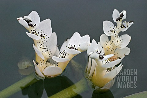 APONOGETON_DISTACHYOS__WATER_HAWTHORN