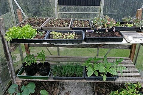 GREENHOUSE_STAGING_WITH_ASSORTED_POTS_AND_TRAYS