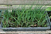 LEEKS IN SEED TRAY