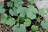 MARROWS IN POTS