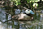 WHITE HEADED DUCK