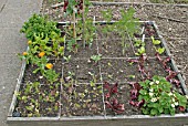 SQUARE FOOT GARDENING PLOT IN LATE MAY