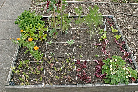 SQUARE_FOOT_GARDENING_PLOT_IN_LATE_MAY