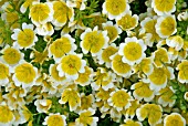 LIMNANTHES DOUGLASII,  POACHED EGG PLANT