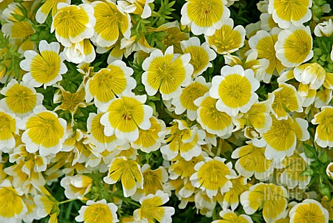 LIMNANTHES_DOUGLASII__POACHED_EGG_PLANT