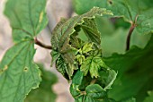 HYPEROMYZUS LACTACUE,  SOWTHISTLE APHID DAMAGE