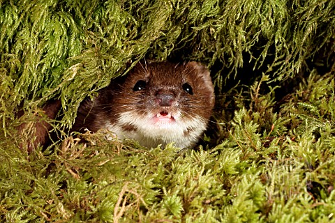 WEASEL__MUSTELLA_NIVALIS__LOOKING_OUT_OF_HOLE_IN_MOSSY_LOG