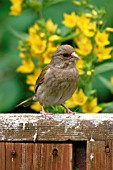 GREENFINCH,  FEMALE ON GARDEN SEAT,  CARDUELIS CHLORIS