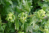 HYPEROMYZUS LACTACUE,  SOWTHISTLE APHID DAMAGE