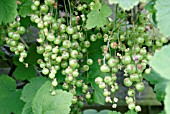 BLACKCURRANTS BEFORE RIPENING