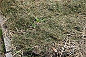 POTATOES GROWING THROUGH GRASS STRAW MULCH