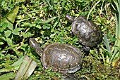 EMYS ORBICULARIS,  EUROPEAN POND TERRAPIN