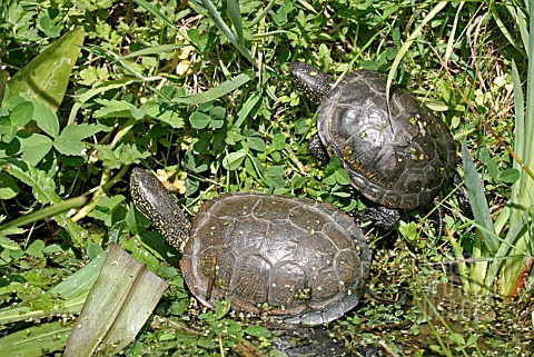 EMYS_ORBICULARIS__EUROPEAN_POND_TERRAPIN