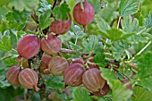 GOOSEBERRY (HIMOMAKII RED) CLOSE UP OF FRUIT