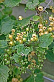 WHITE CURRANT (WHITE GRAPE)