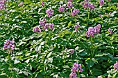 POTATO PLANTS IN FLOWER