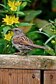 HEDGESPARROW,  ON GARDEN SEAT,  PRUNELLA MODULARIS