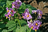 SOLANUM CRISPUM, POTATO PLANT