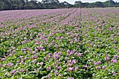 POTATO PLANTS IN FLOWER