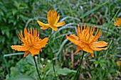 TROLLIUS