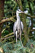 HERON (ARDEA CINEREA) IN TREE