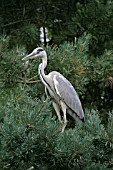 HERON (ARDEA CINEREA) PERCHED IN TREE