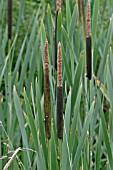 TYPHA LATIFOLIA,  REEDMACE,  BULLRUSH