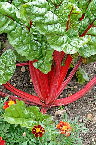 RUBY_CHARD_MATURE_PLANT_IN_FLOWER_BORDER
