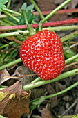 STRAWBERRY,  FLORENCE