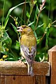 GREENFINCH,  MALE EATING SEED,  CARDULIS CHLORIS