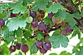 WORCESTERBERRY (RIBES DIVARICATUM)