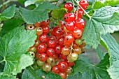 REDCURRANT (RONDOM)