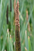 TYPHA LATIFOLIA,  REEDMACE