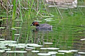 LITTLE GREBE (TACHYBAPTUS RUFICOLLIS) MALE SWIMMING