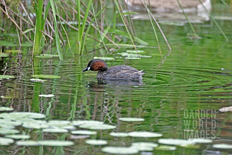 LITTLE_GREBE_TACHYBAPTUS_RUFICOLLIS_MALE_SWIMMING