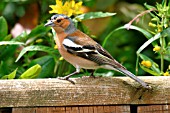 CHAFFINCH,  MALE ON GARDEN SEAT,  FRINGILLA COELEBS