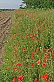 PAPAVER,  POPPIES GROWING ALONG FIELD EDGE