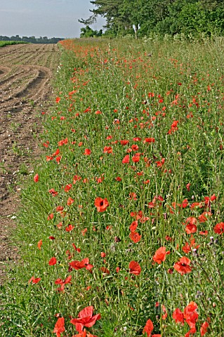 PAPAVER__POPPIES_GROWING_ALONG_FIELD_EDGE