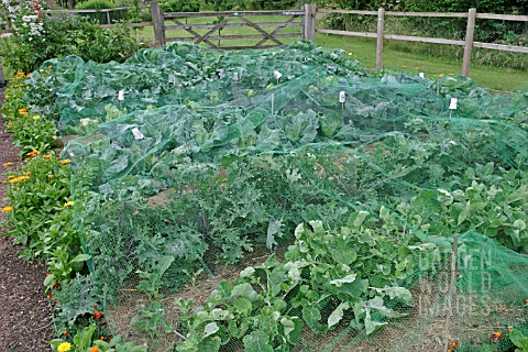 NETTING_USED_TO_PROTECT_BRASSICAS