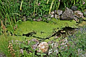 LEMNA,  DUCKWEED GROWS QUICKLY TO COVER A POND