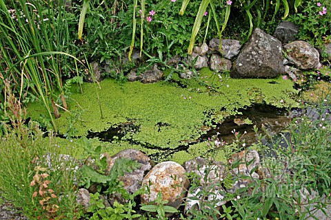 LEMNA__DUCKWEED_GROWS_QUICKLY_TO_COVER_A_POND